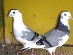 Pigeons