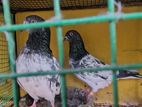 Pigeons