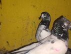 Pigeon
