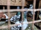 Pigeons