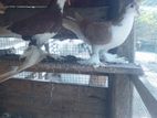 Pigeon