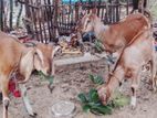 Farm Goat