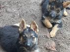 German Shepherd Puppies