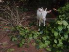 Goat - ஆடு