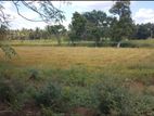 Land for Sale In Wellawaya