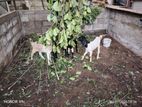 Farm Goats