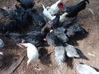 கோழிகள்