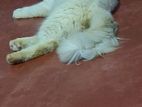 Persian Cat