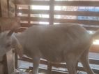 Farm Goat