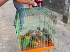 African Love Birds