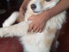 Indian Spitz Dog Breed for Kind Home