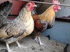 OEG Bantam