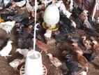 1 1/2 மாத கோழி குஞ்சு