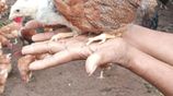 1 1/2 மாத கோழி குஞ்சு