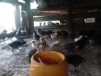 Country Chick's
