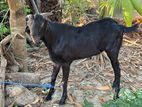Farm Goat