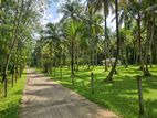 1 Acer Land for Sale in Horana Ingiriya