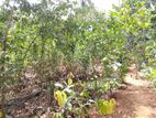 1-Acre Cinnamon Land for Long-Term Lease – Dickwella