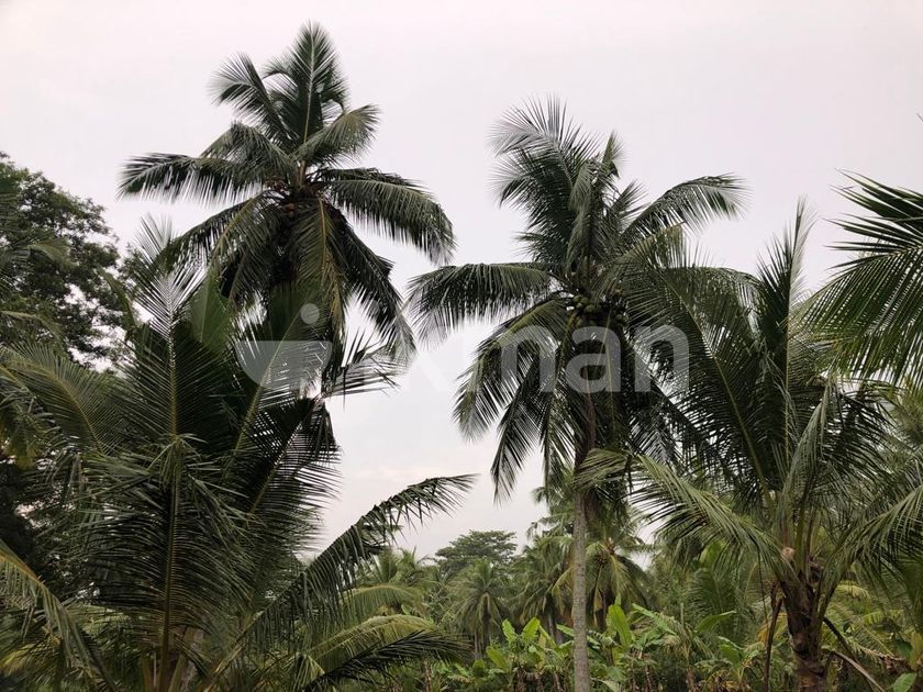 1 acre Coconut land for Sale ikman