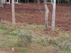 House with 1 Acre Land for Sale in Vavuniya