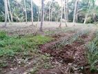 1 Acre Land for Sale in Yakahatuwa, Minuwangoda