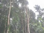 1-Acre Mahogany Planted Land for Sale in Matale