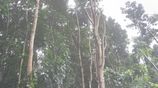 1-Acre Mahogany Planted Land for Sale in Matale
