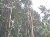 1-Acre Mahogany Planted Land for Sale in Matale