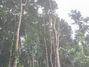 1-Acre Mahogany Planted Land for Sale in Matale