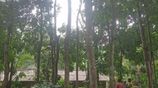 1-Acre Mahogany Planted Land for Sale in Matale
