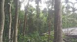 1-Acre Mahogany Planted Land for Sale in Matale