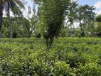 1 Acre Tea & Mixed Crop Estate -Overlooking Beautiful Paddy Field