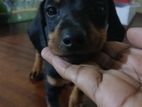 Dachshund Puppy