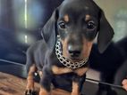 Dachshund Puppy