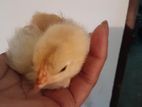 1 Day Chicks