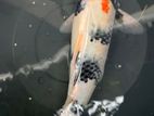Koi Carp Fish