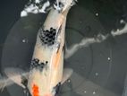 Koi Fish