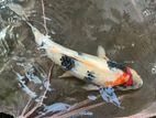 1 Feet Koi