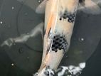 Koi Carp Fish