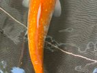 1 Feet Koi Pond Clearance