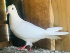 Male Pigeon
