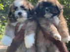 Shih Tzu Puppies