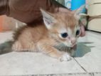 Kittens for Kind Home