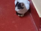 Kittens for Kind Home