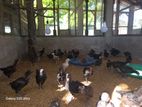 Chicks