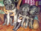 1 Month Old, Germen Shepherd Puppies