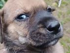 Puppies for Kind Home