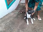 Dog for Kind Home