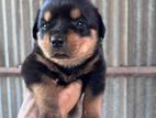 Rottweiler Puppy