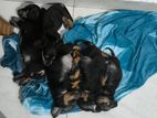 Dachshund Puppies